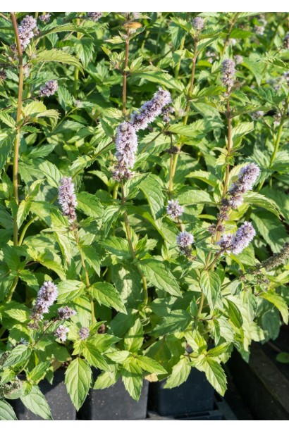 М’ята колосиста Якіма в контейнері